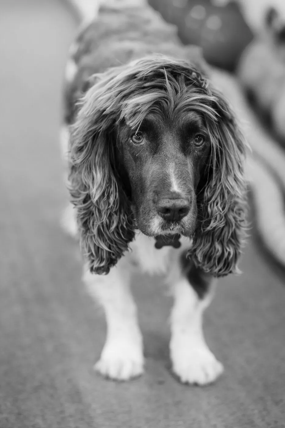 The PURE Movement gym dog.